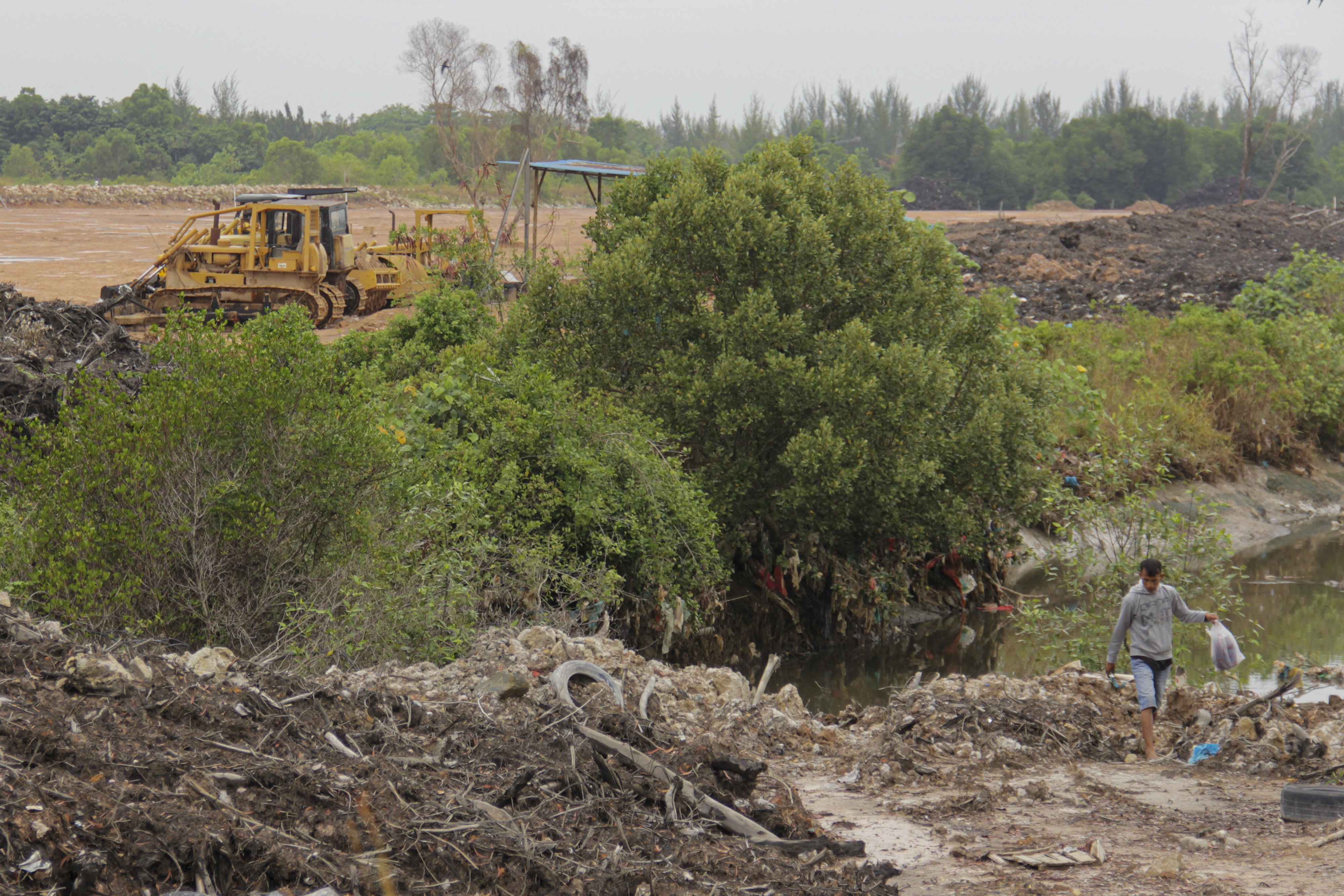 Penyusutan Lahan Hutan Mangrove di Pulau Batam