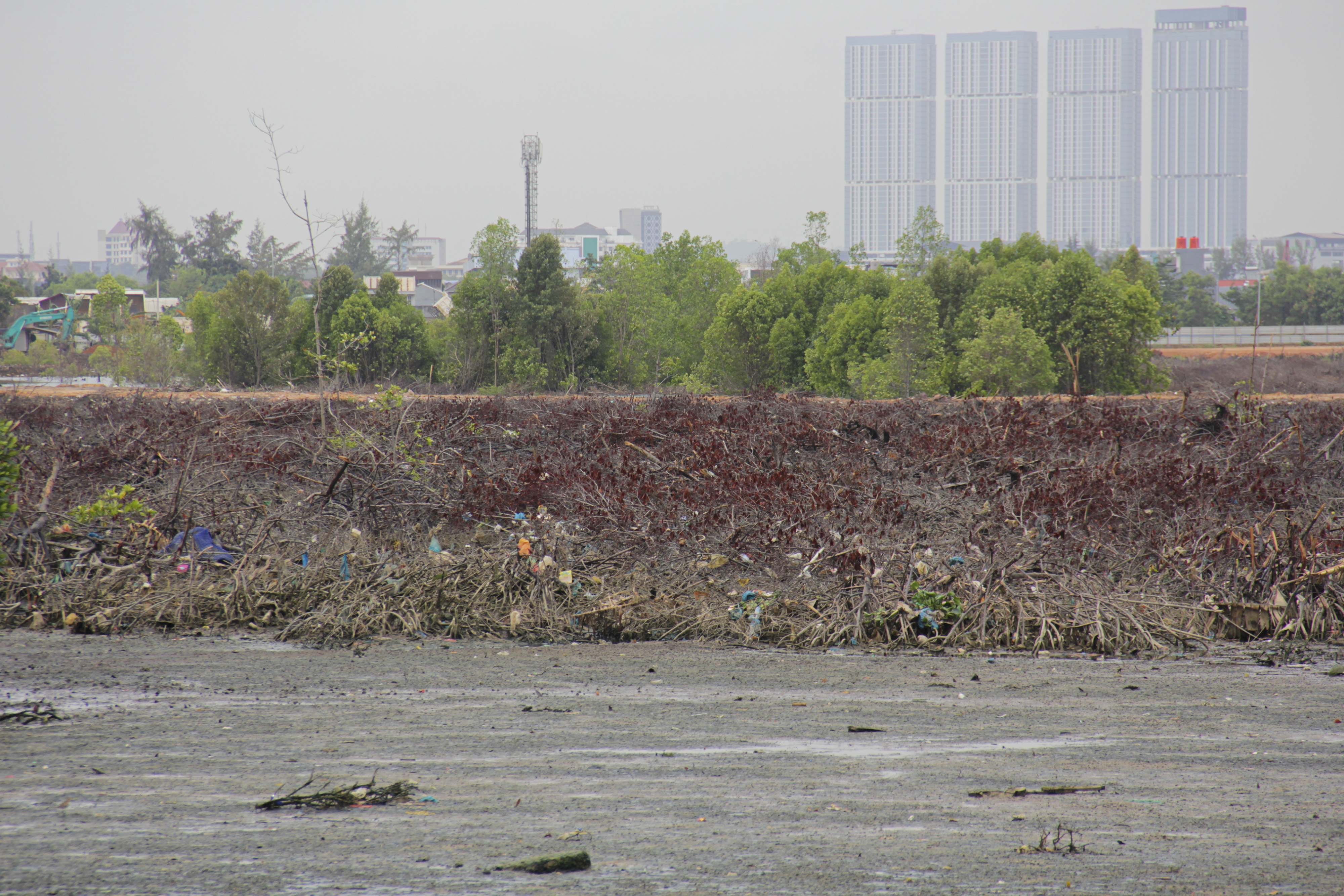 Penyusutan Lahan Hutan Mangrove di Pulau Batam
