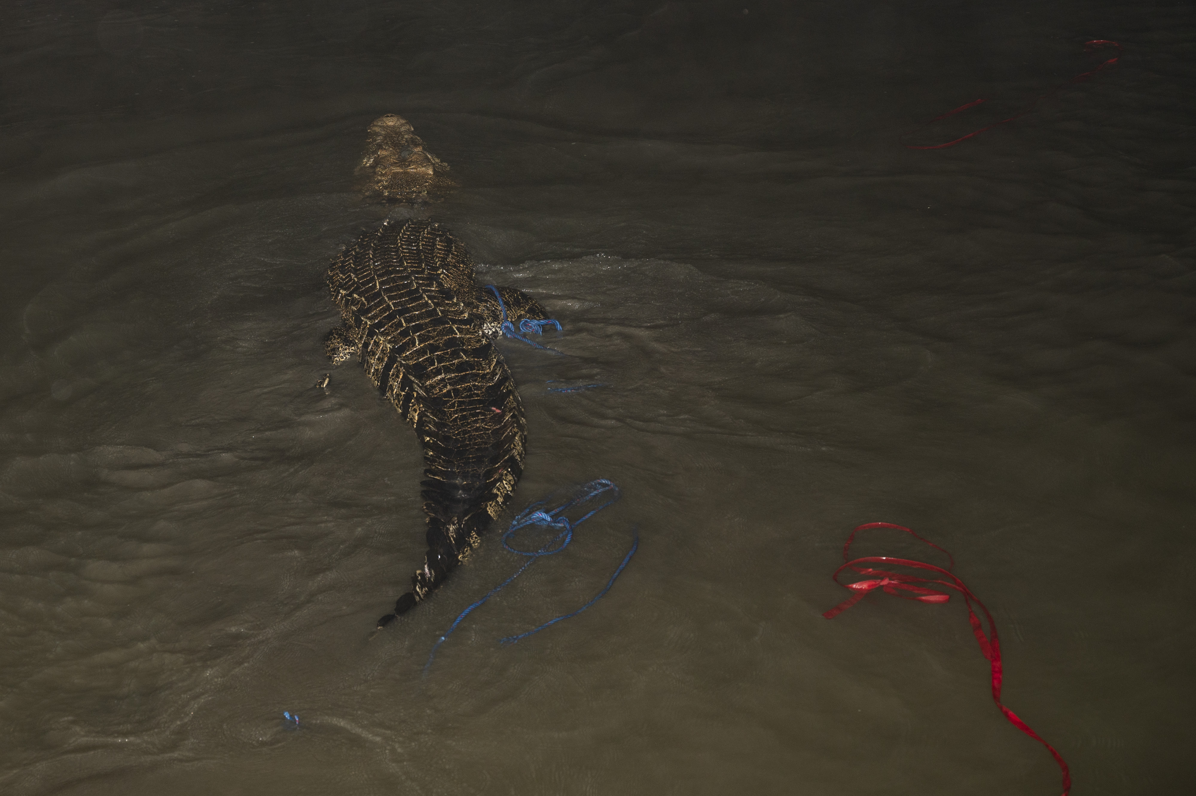 Akhir Jeratan Buaya Berkalung Ban