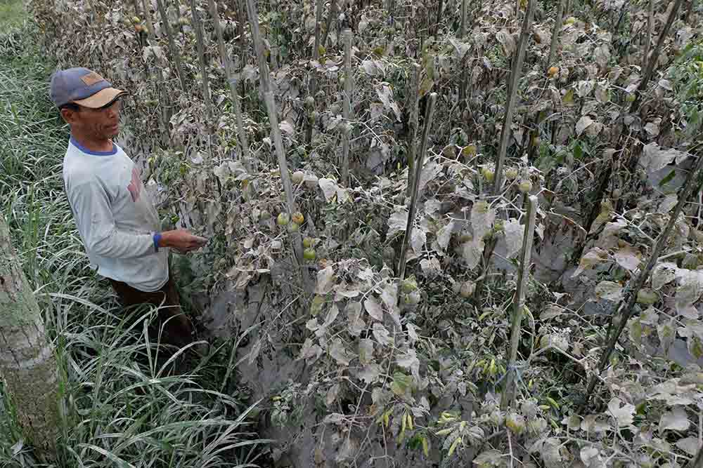 Abu Vulkanis Erupsi Gunung Merapi