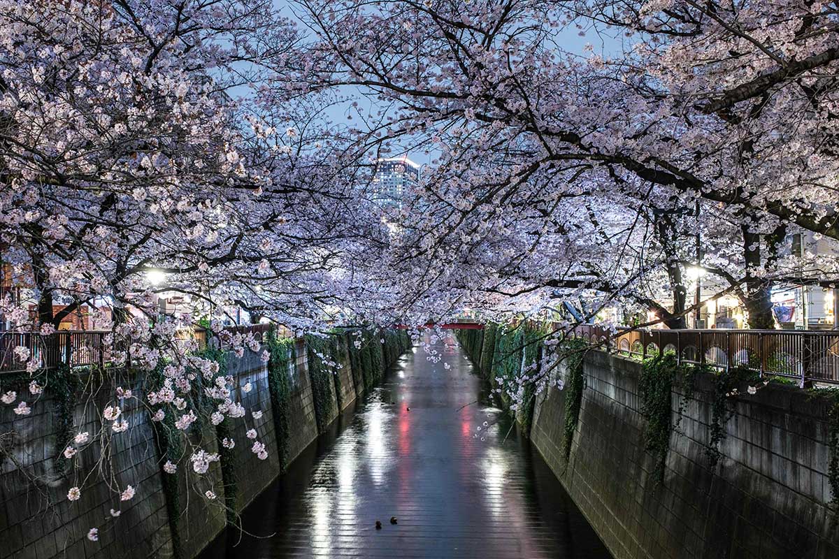 Bunga Sakura Bermekaran di Tokyo