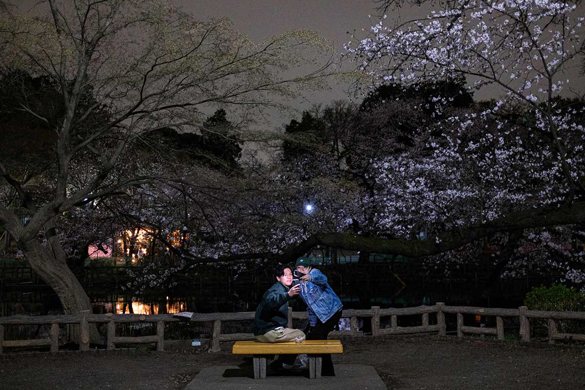 Bunga Sakura Bermekaran di Tokyo