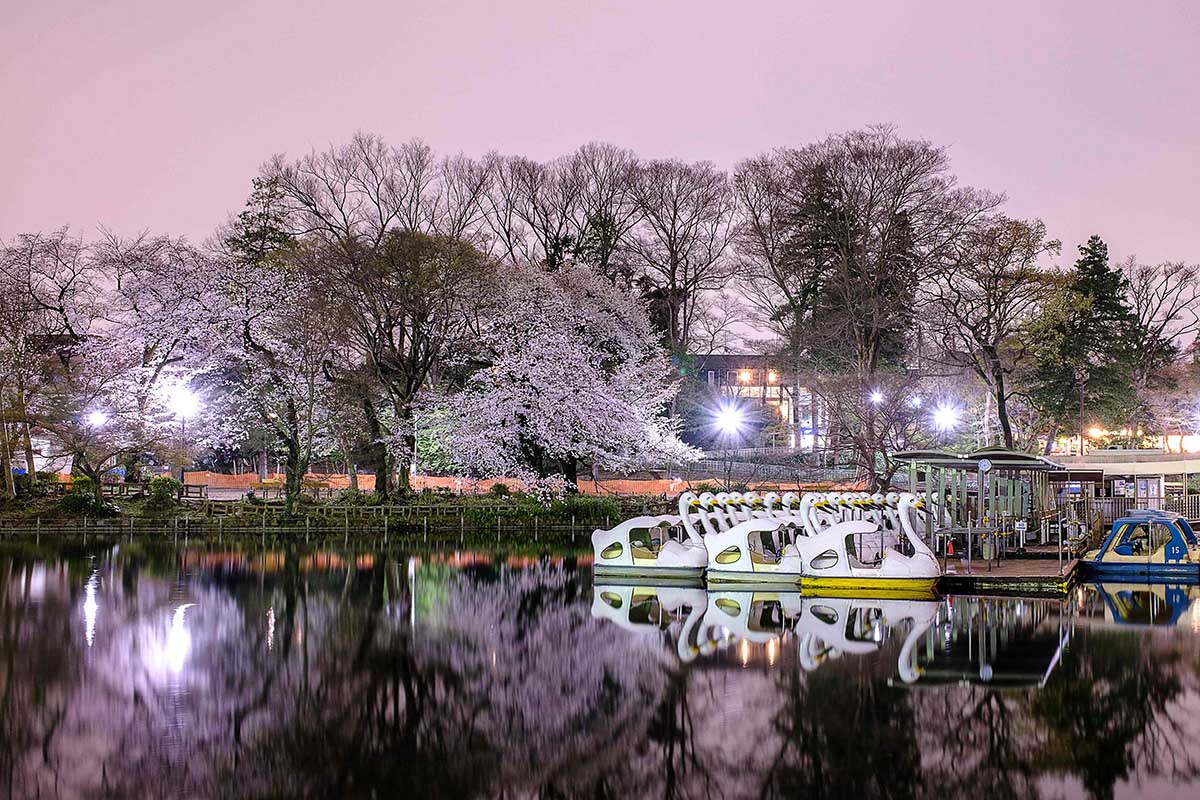 Bunga Sakura Bermekaran di Tokyo