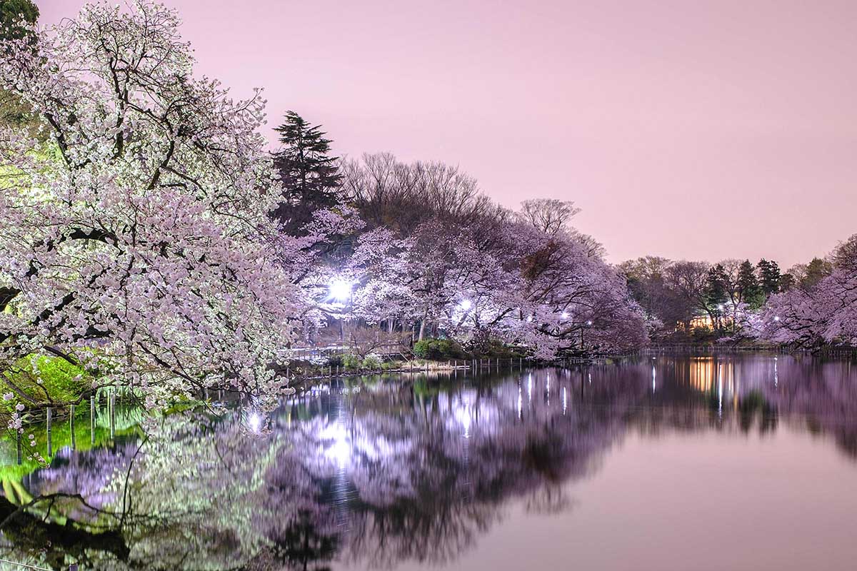 Bunga Sakura Bermekaran di Tokyo
