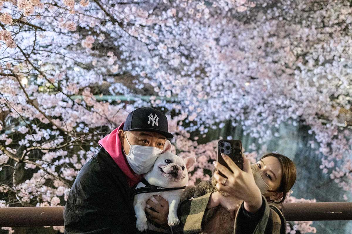 Bunga Sakura Bermekaran di Tokyo