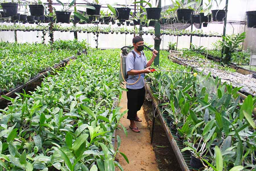 Usaha Budidaya Anggrek oleh Santri Beromzet Rp7,8 Juta per Bulan 