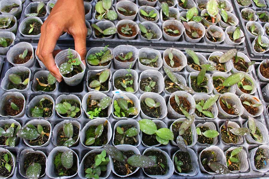 Usaha Budidaya Anggrek oleh Santri Beromzet Rp7,8 Juta per Bulan 