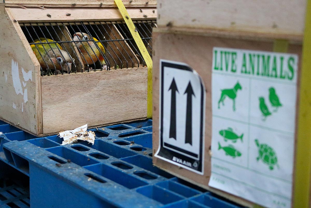 Burung asal Afrika Selatan DiPulangkan