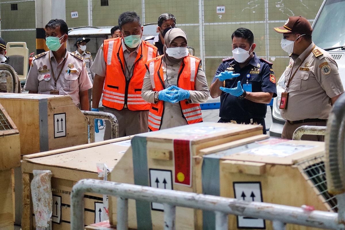 Burung asal Afrika Selatan DiPulangkan