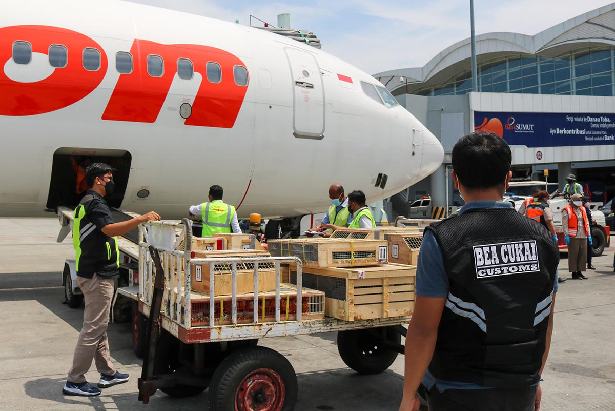 Burung asal Afrika Selatan DiPulangkan
