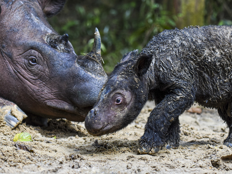 Kelahiran Badak Sumatra Di Suaka Rhinoi Sumatra TNWK