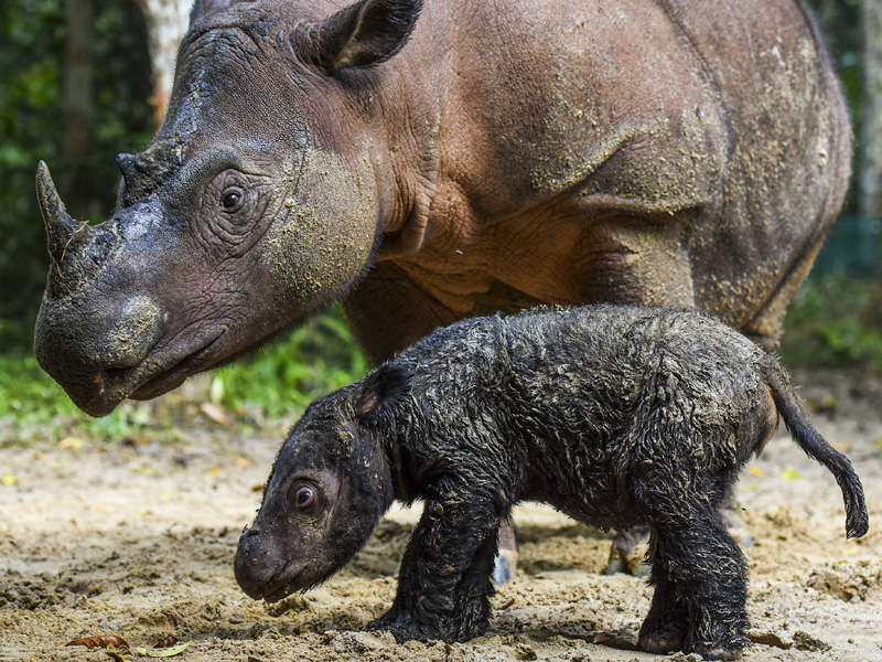 Kelahiran Badak Sumatra Di Suaka Rhinoi Sumatra TNWK