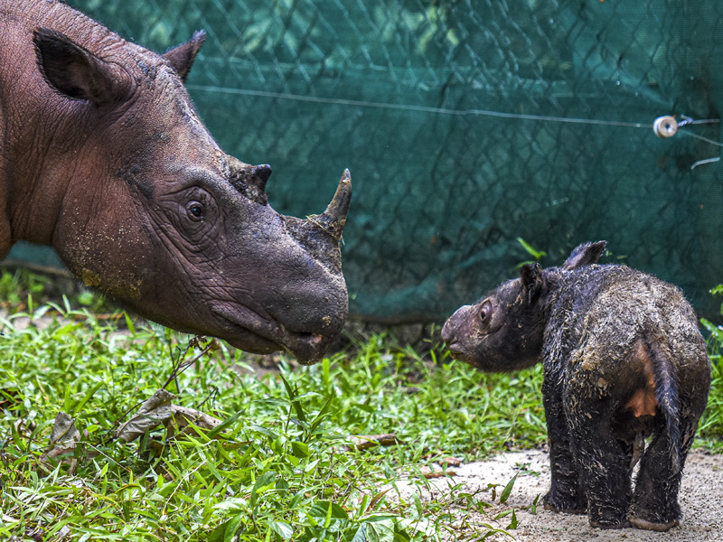Kelahiran Badak Sumatra Di Suaka Rhinoi Sumatra TNWK