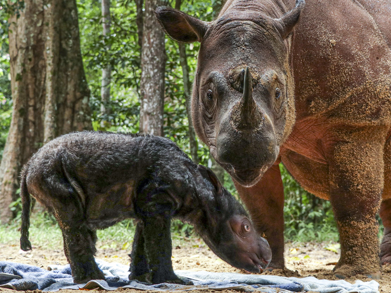 Kelahiran Badak Sumatra Di Suaka Rhinoi Sumatra TNWK