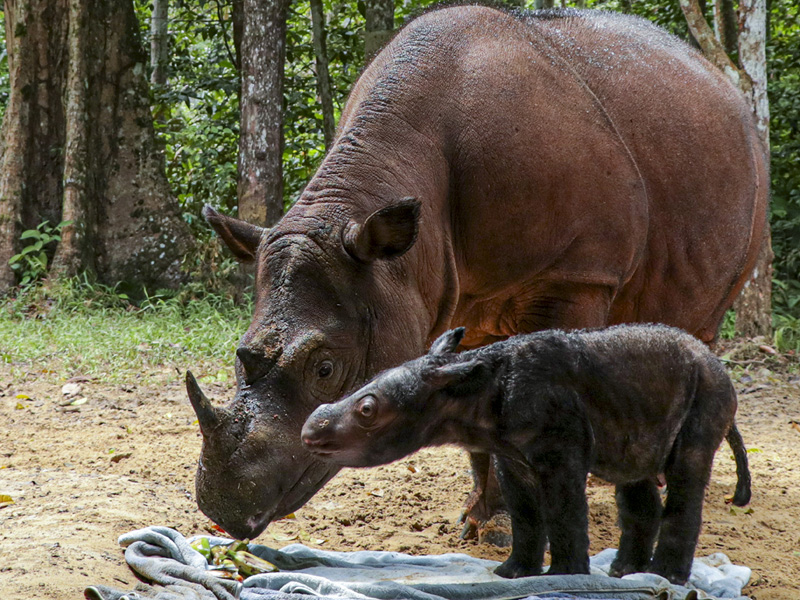 Kelahiran Badak Sumatra Di Suaka Rhinoi Sumatra TNWK