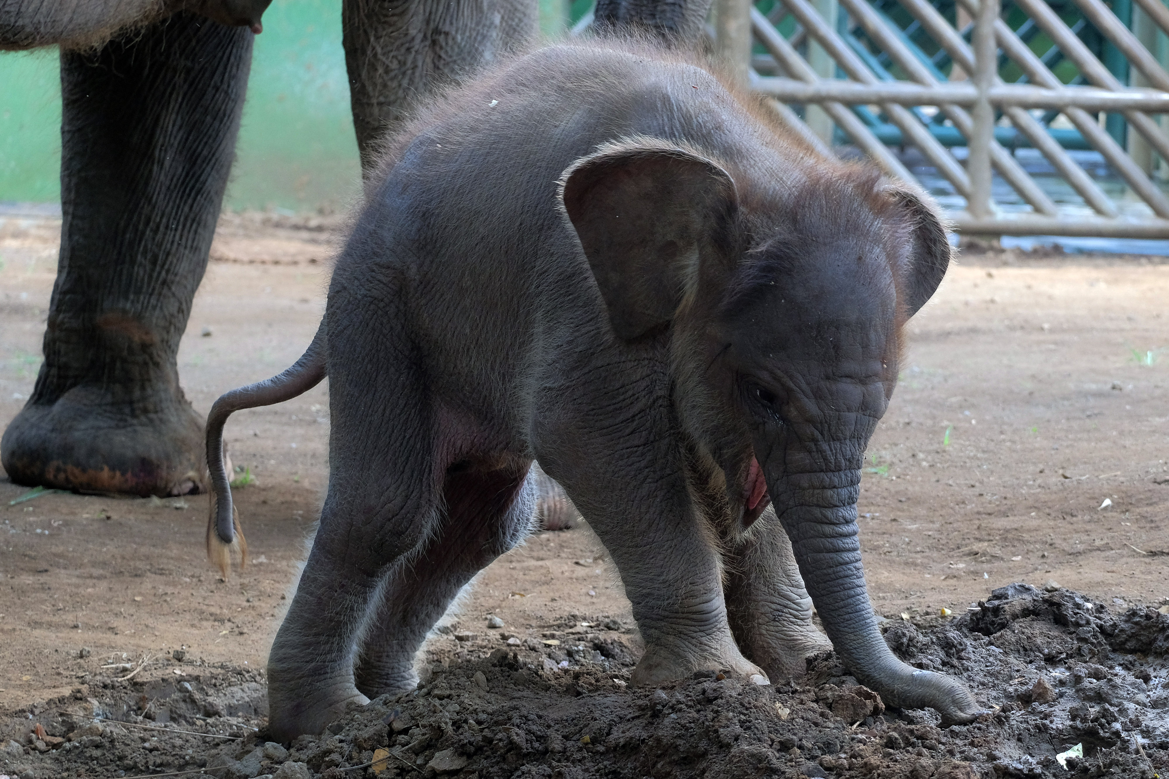 Anak Gajah Sumatra Lahir di Kebun Binatang Bali