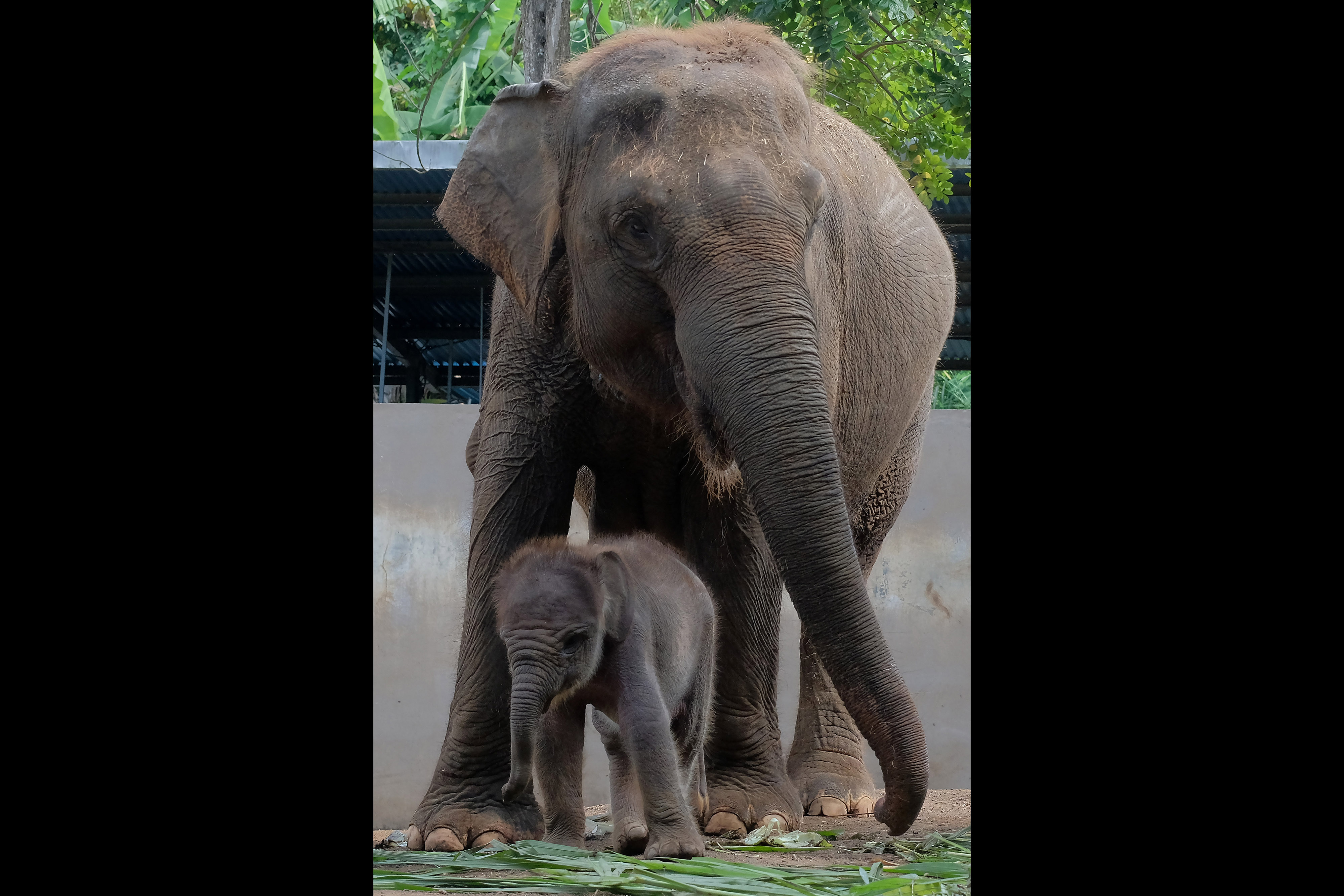 Anak Gajah Sumatra Lahir di Kebun Binatang Bali