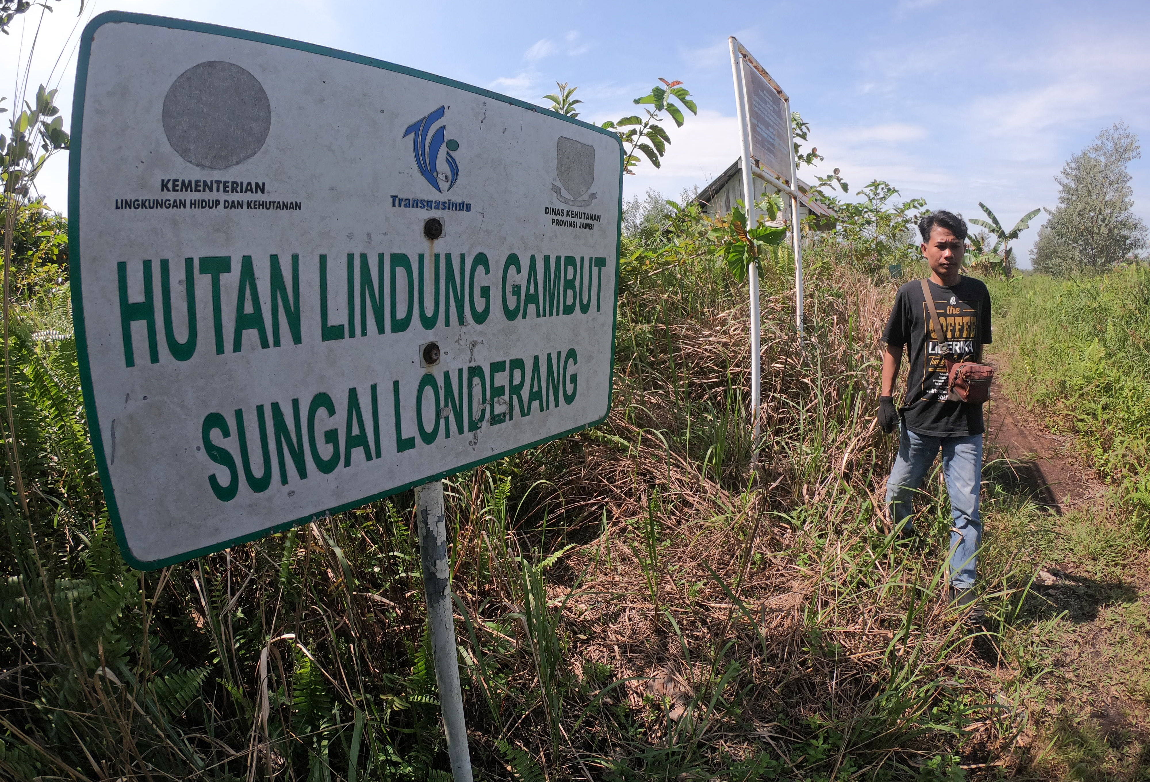 Ekspansi Akasia di Hutan Lindung Gambut Jambi