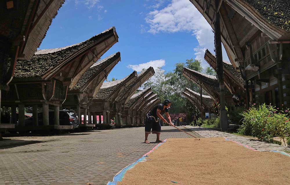 Menjemur Gabah di Halaman Tongkonan
