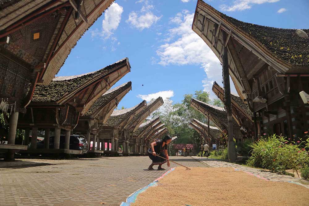 Menjemur Gabah di Halaman Tongkonan