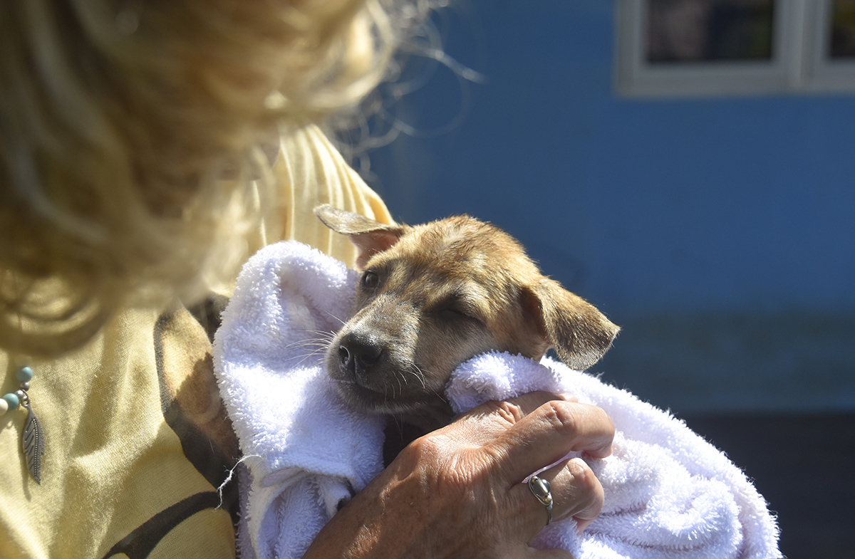 Shelter Penampungan Anjing Liar di Mandalika
