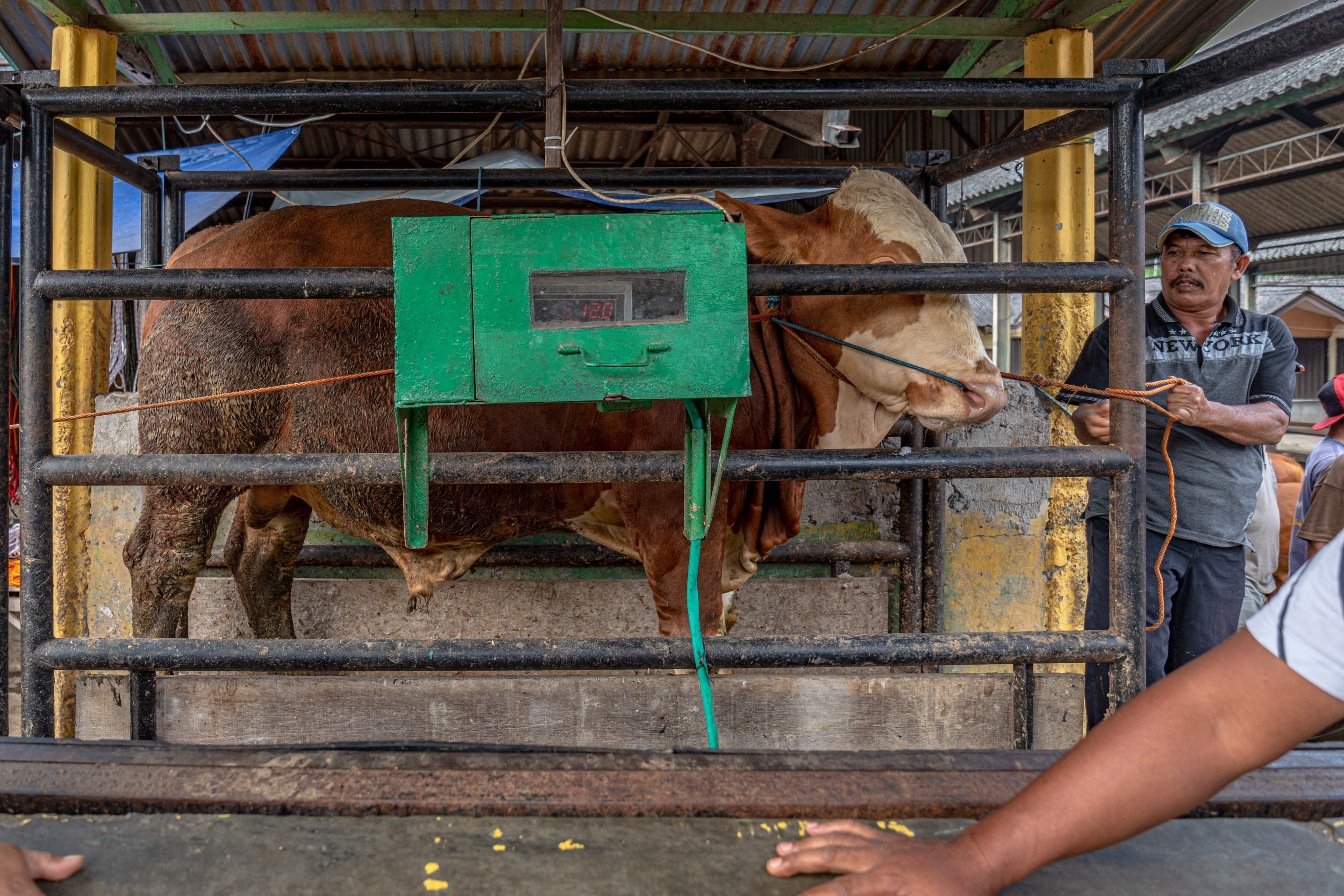 Pencegahan Penyakit Mulut dan Kuku di Pasar Hewan