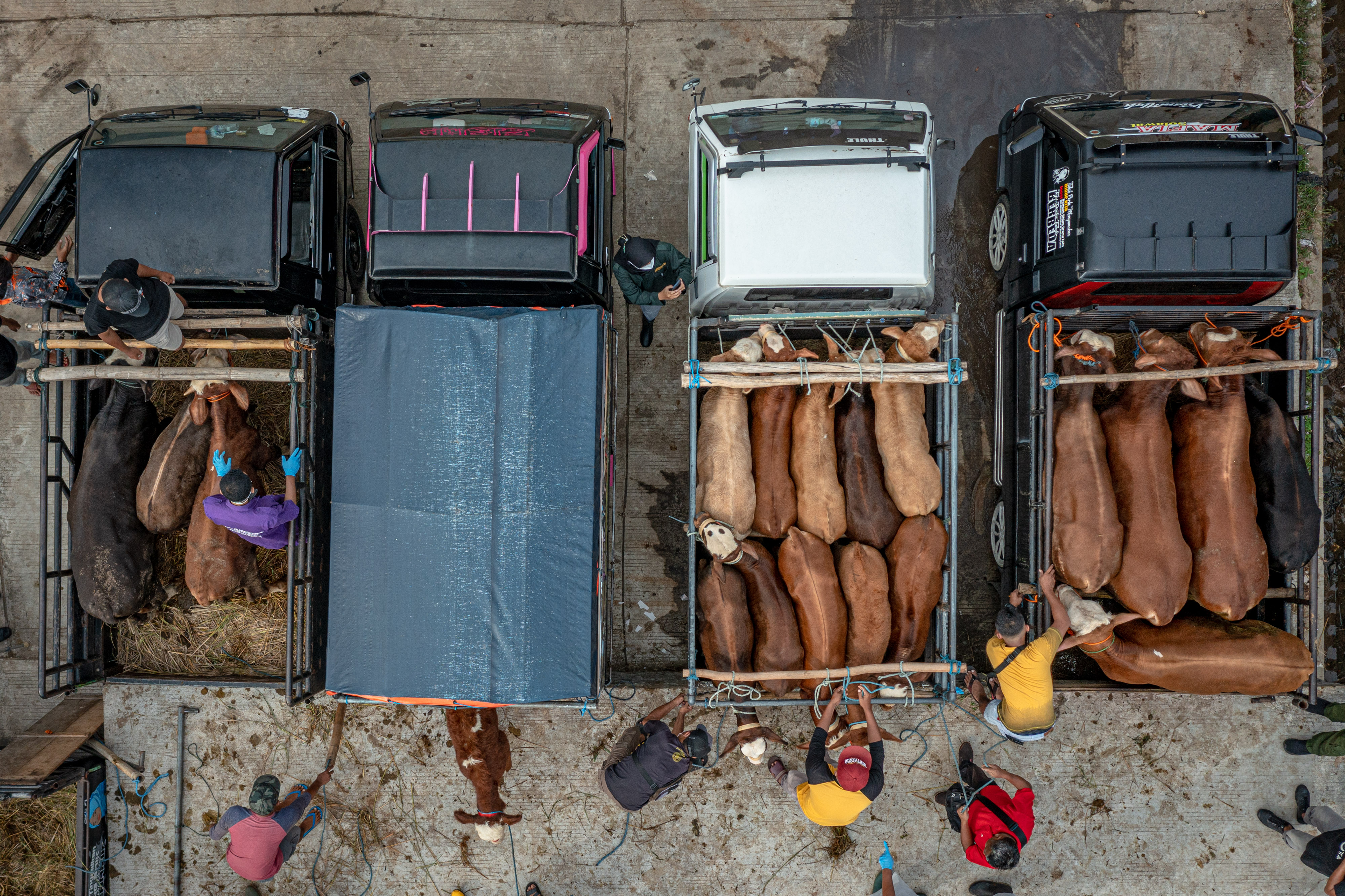 Pencegahan Penyakit Mulut dan Kuku di Pasar Hewan