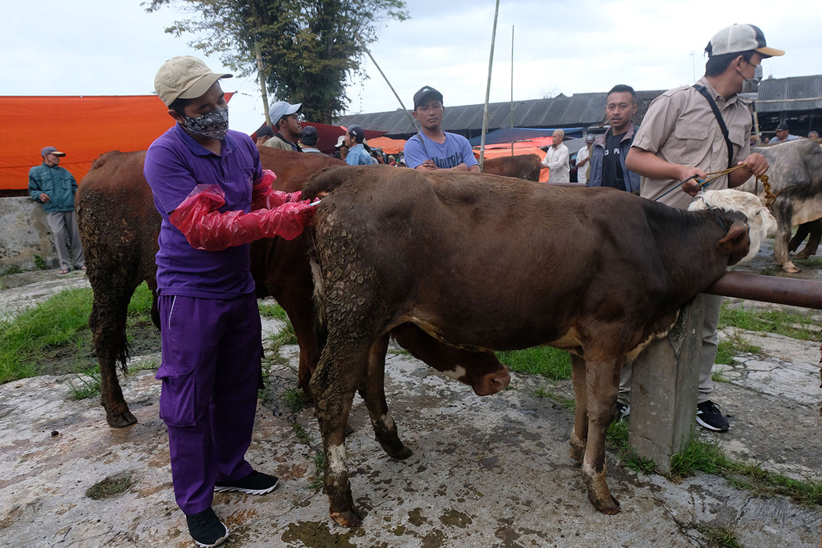 Pemeriksaan Hewan Ternak 