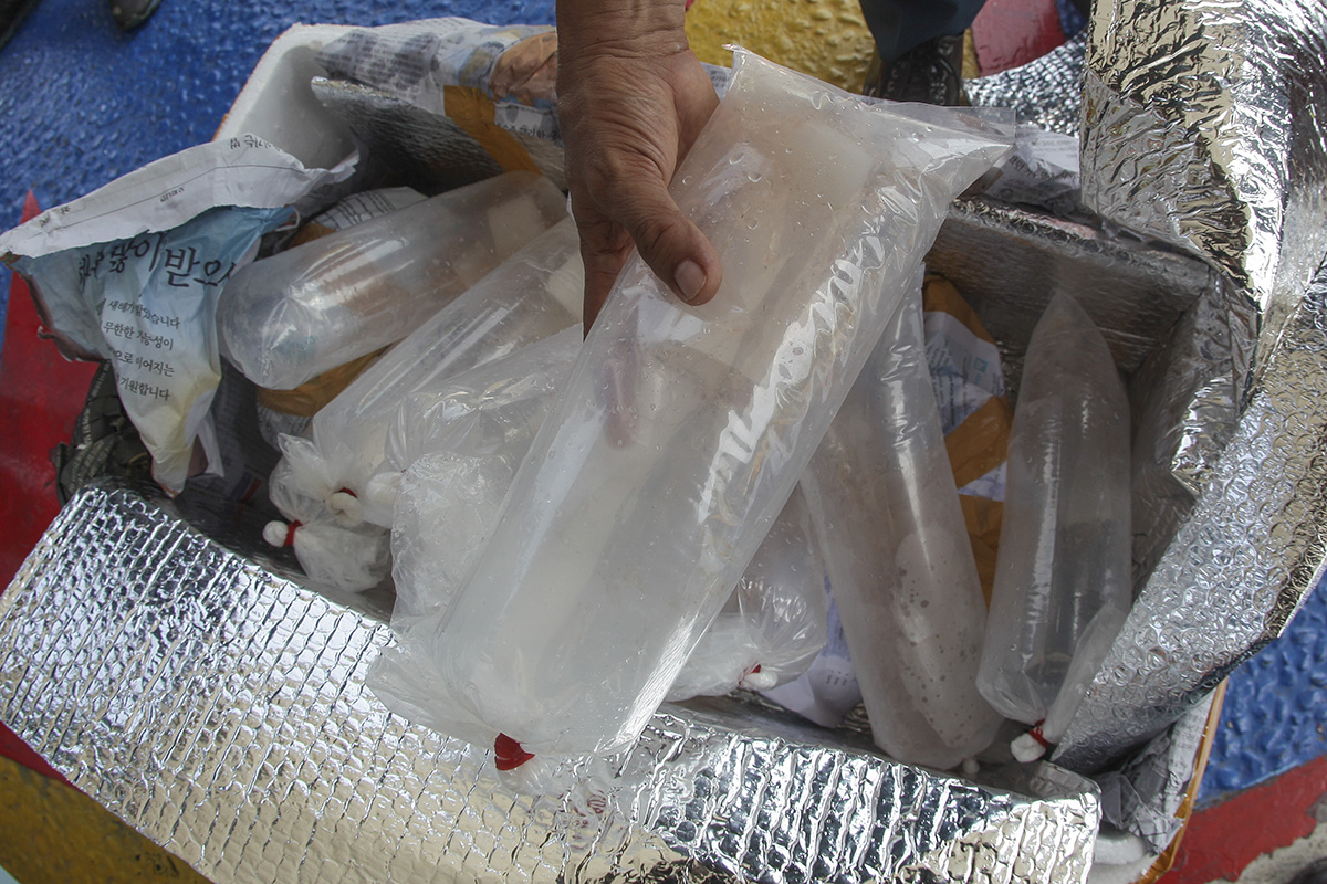 Penyelundupan Benih Lobster ke Singapura