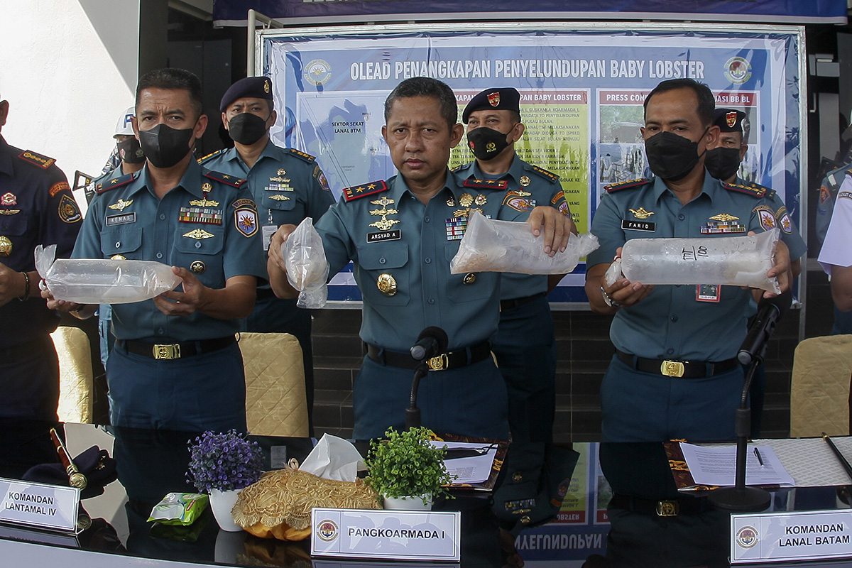 Penyelundupan Benih Lobster ke Singapura