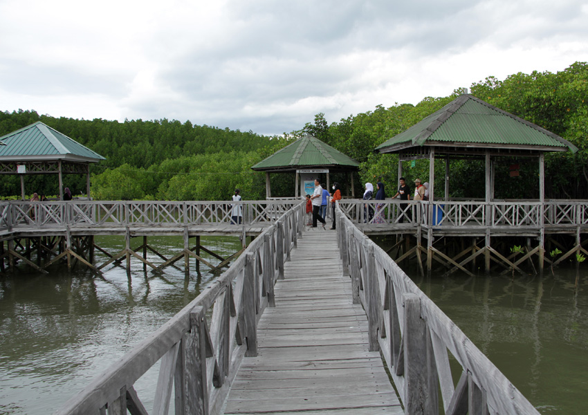Ekowisata Hutan Mangrove Di Sinjai