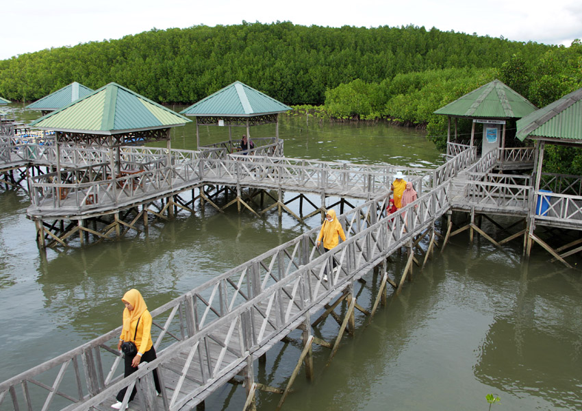 Ekowisata Hutan Mangrove Di Sinjai