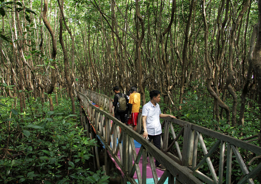 Ekowisata Hutan Mangrove Di Sinjai