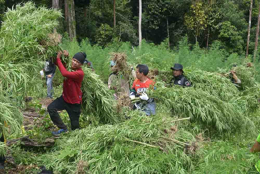 Penemuan Ladang Ganja di Pegununungan Seulawah