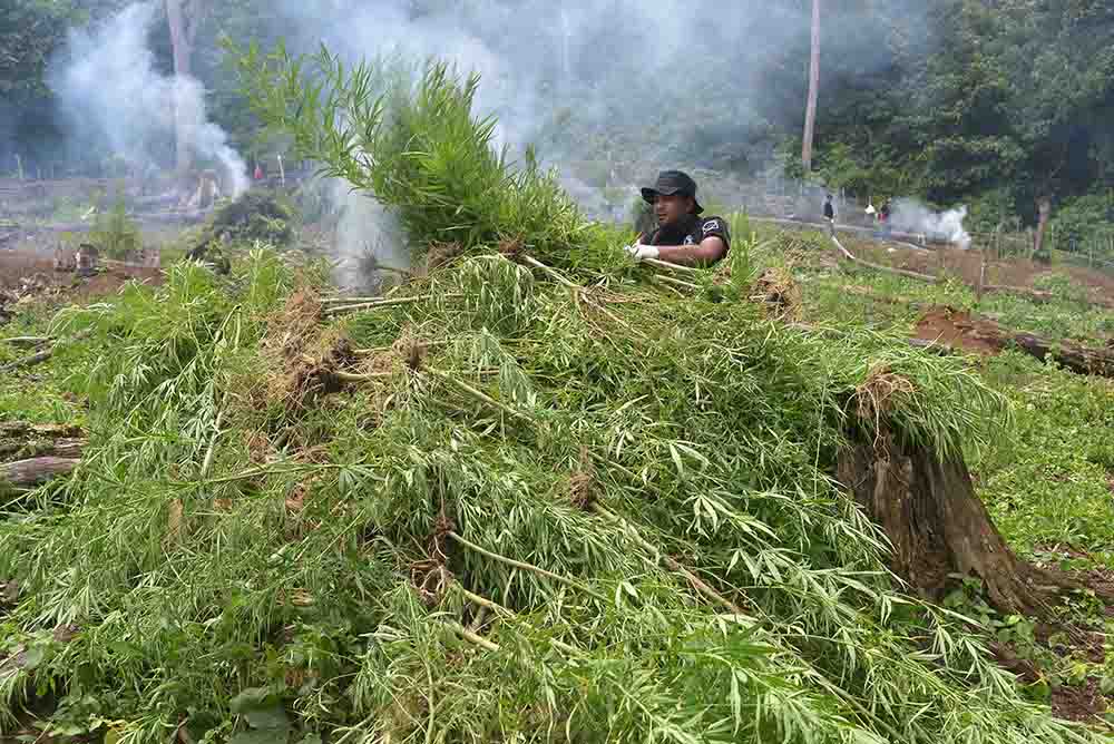 Penemuan Ladang Ganja di Pegununungan Seulawah