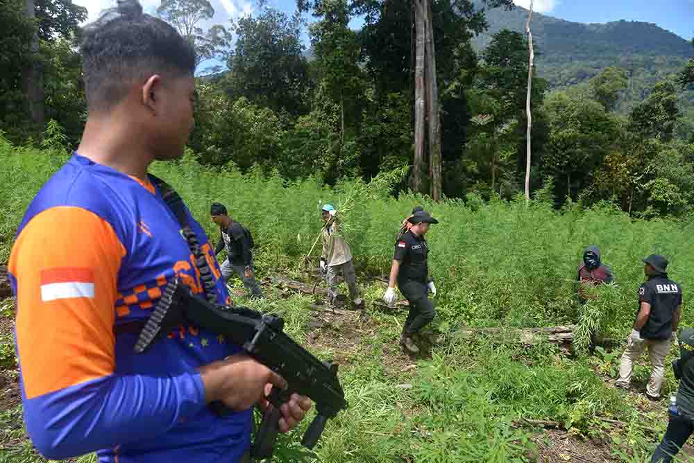 Penemuan Ladang Ganja di Pegununungan Seulawah
