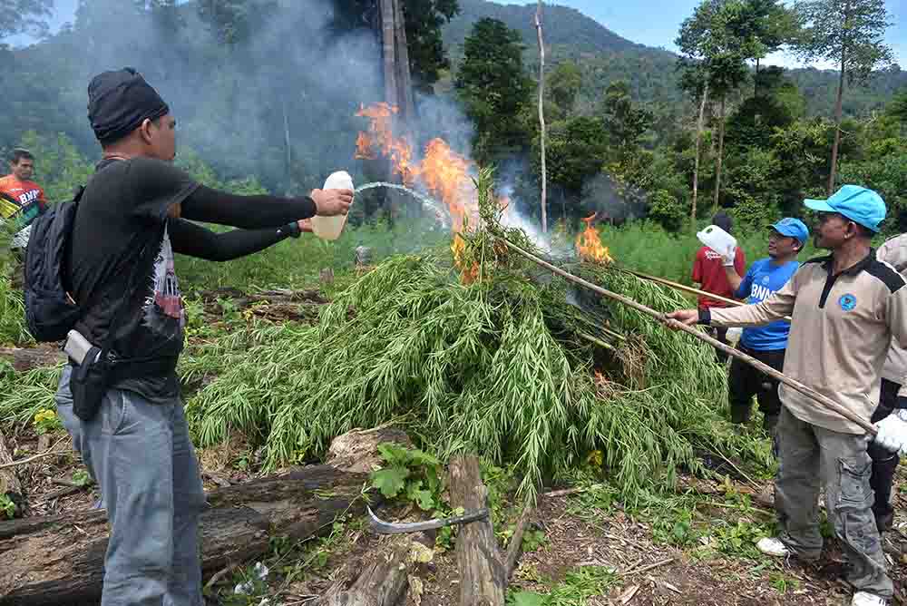 Penemuan Ladang Ganja di Pegununungan Seulawah