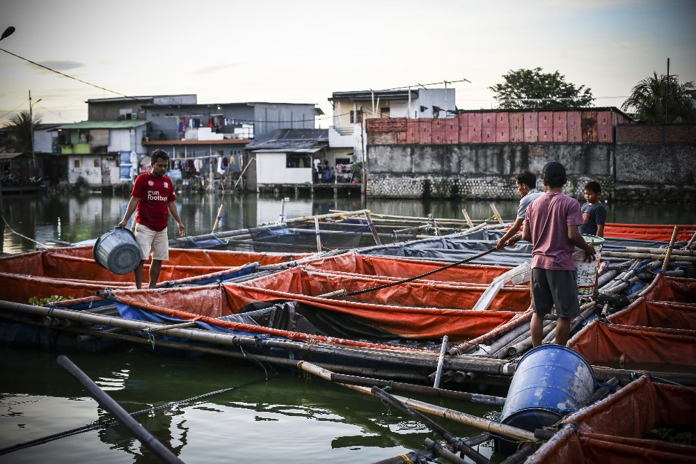 Warga Bertahan di Kampung Apung Kapuk Teko Jakarta