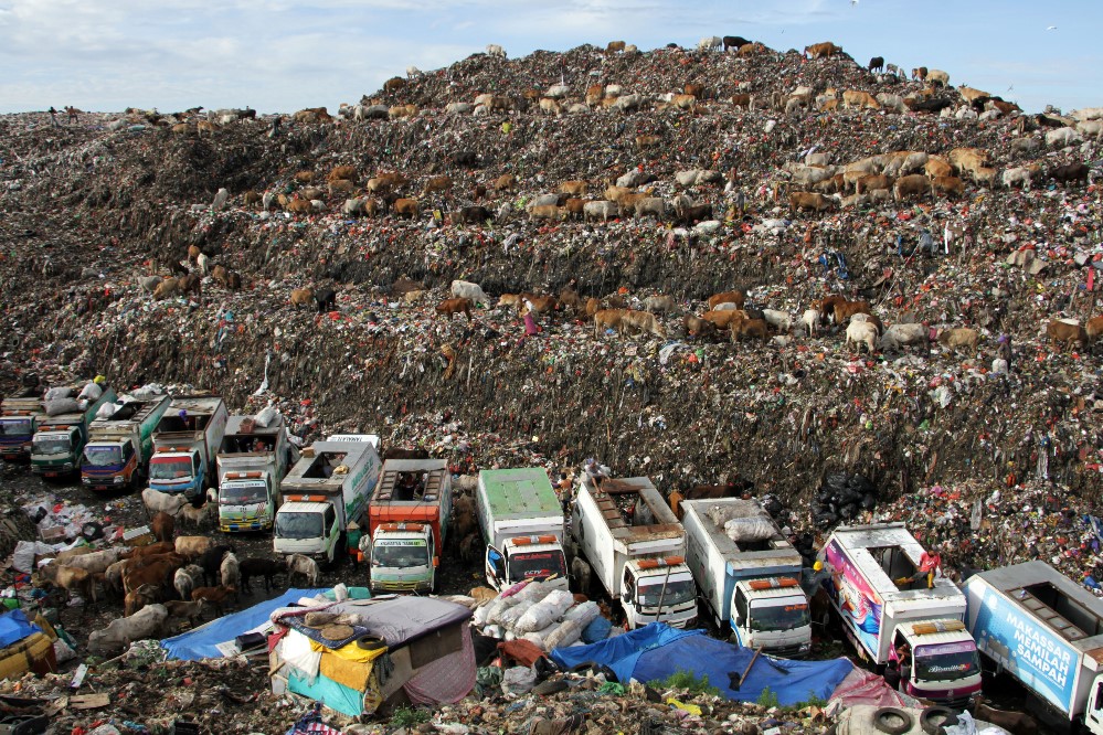 Ratusan Sapi Mencari Makan di  TPA sampah Antang di Makassar Sulawesi Selatan