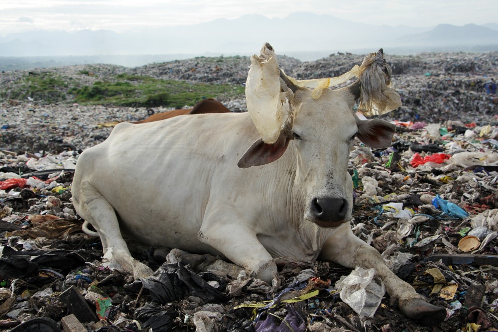 Ratusan Sapi Mencari Makan di  TPA sampah Antang di Makassar Sulawesi Selatan