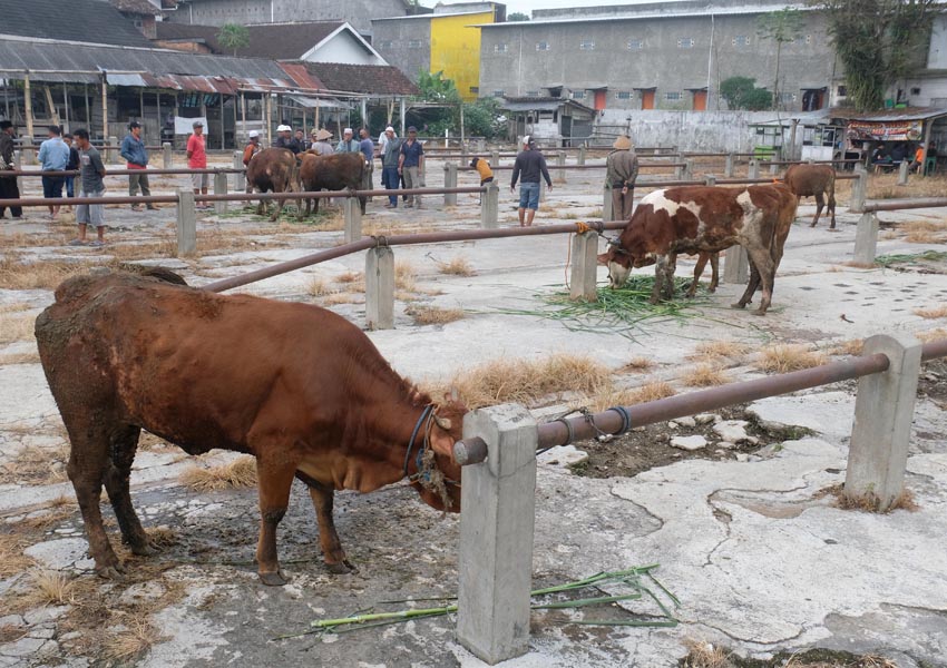 Wabah PMK Pasar Hewan Sepi