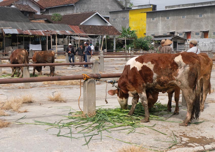 Wabah PMK Pasar Hewan Sepi