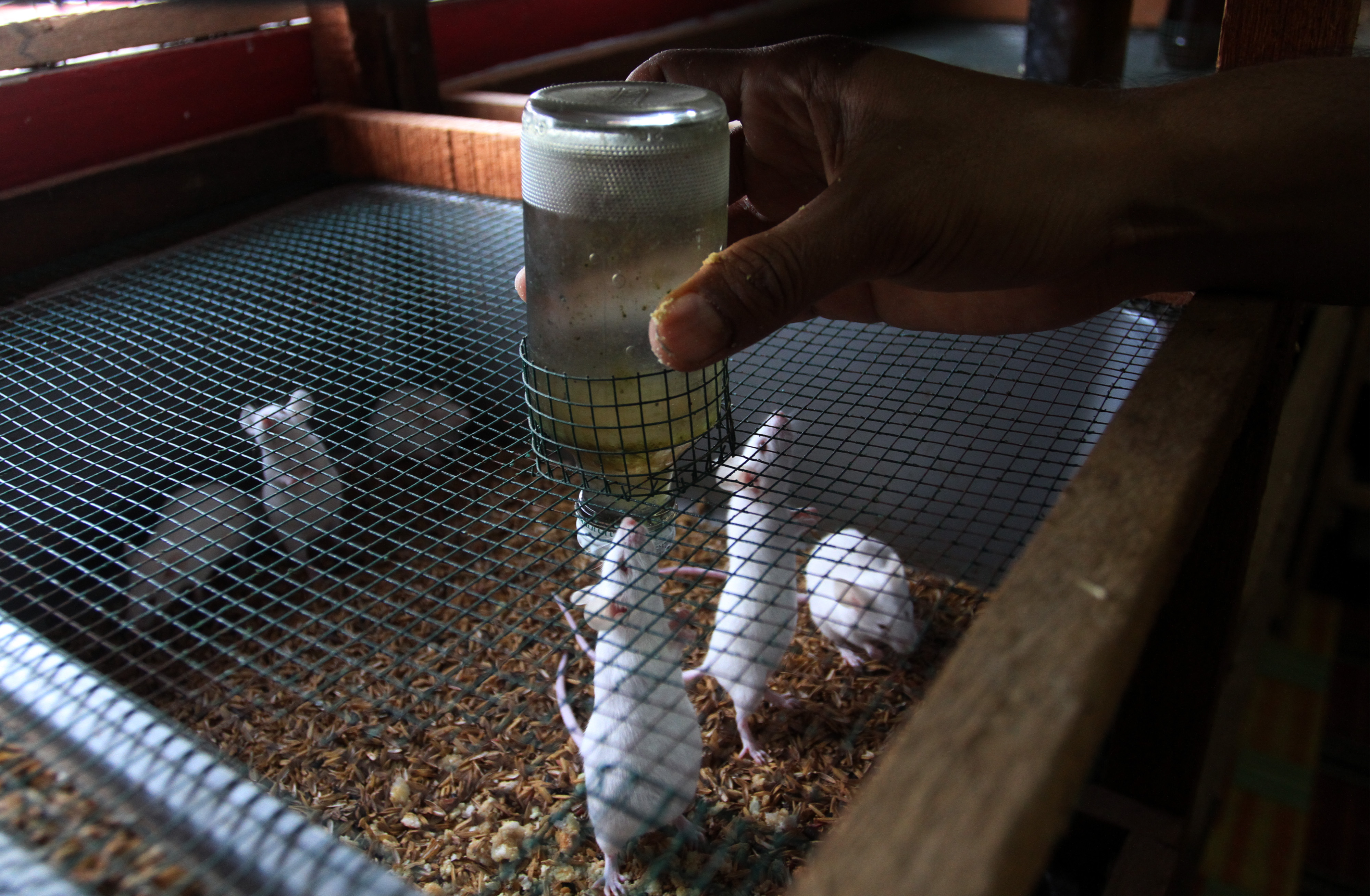 Budi Daya Mencit dan Tikus Putih