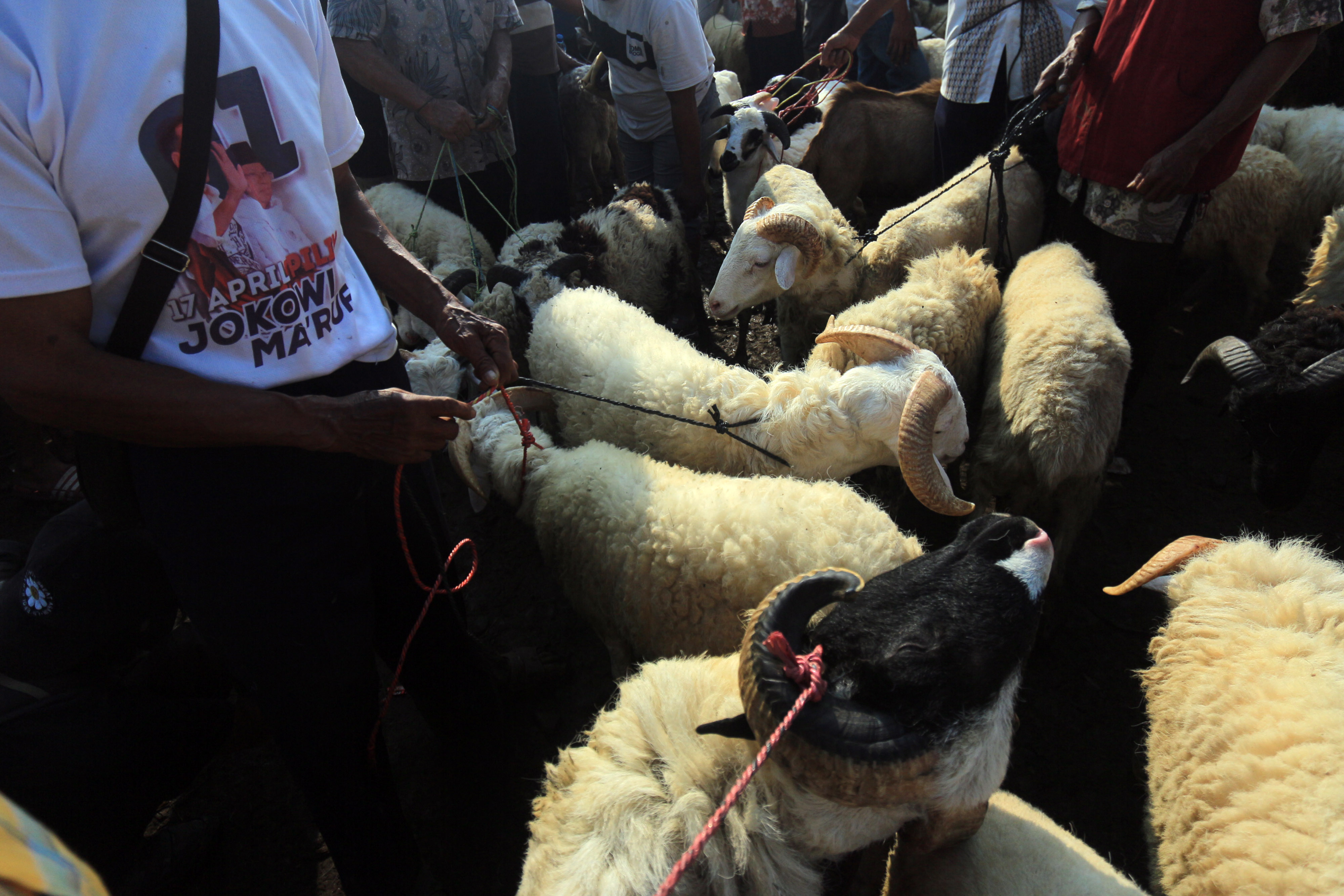 Pasar Hewaan Jonggol Jelang Idul Adha