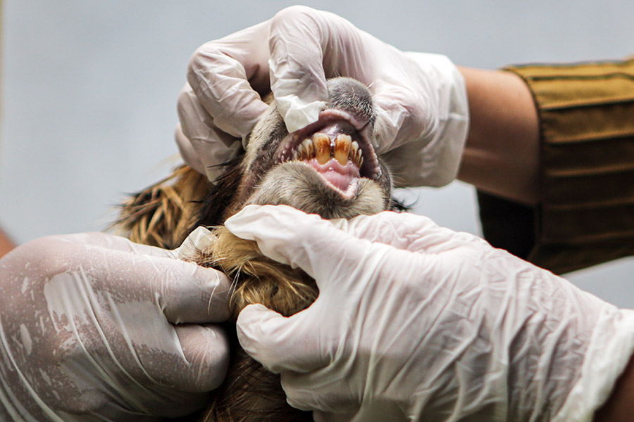 Pemeriksaan Hewan Kurban Kambing di Tangerang 