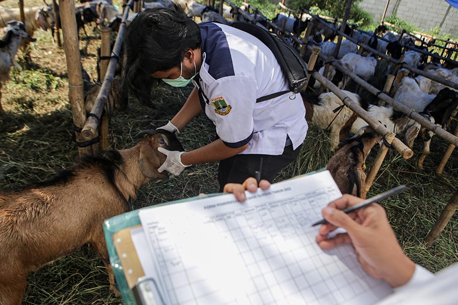 Pemeriksaan Hewan Kurban Kambing di Tangerang 