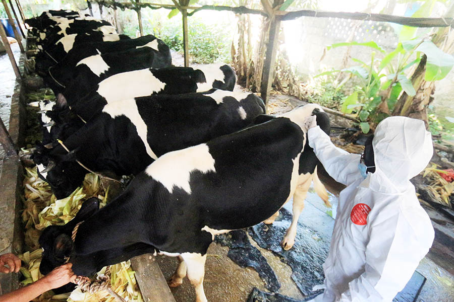 120.000 Dosis Vaksin PMK ke Sapi di Kabupaten Bogor 