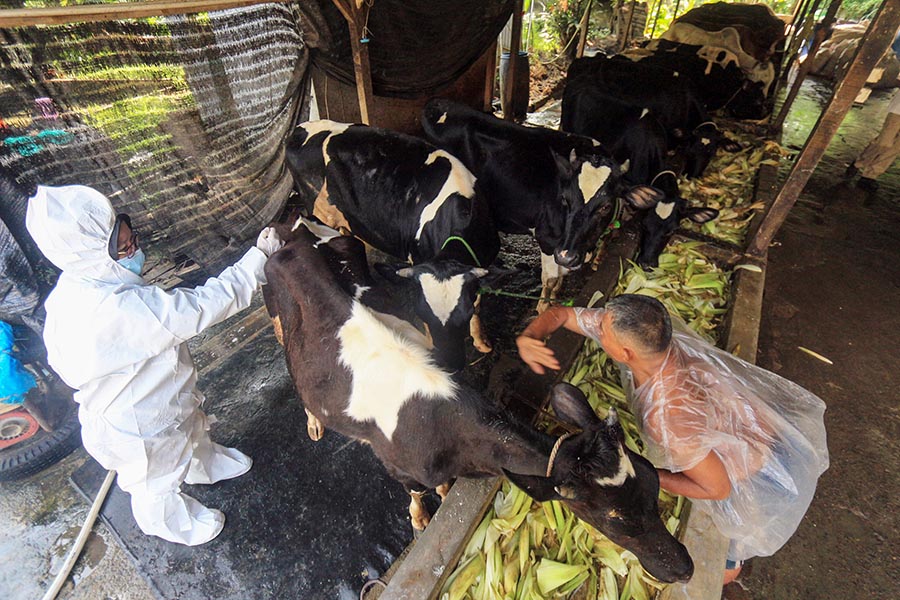 120.000 Dosis Vaksin PMK ke Sapi di Kabupaten Bogor 
