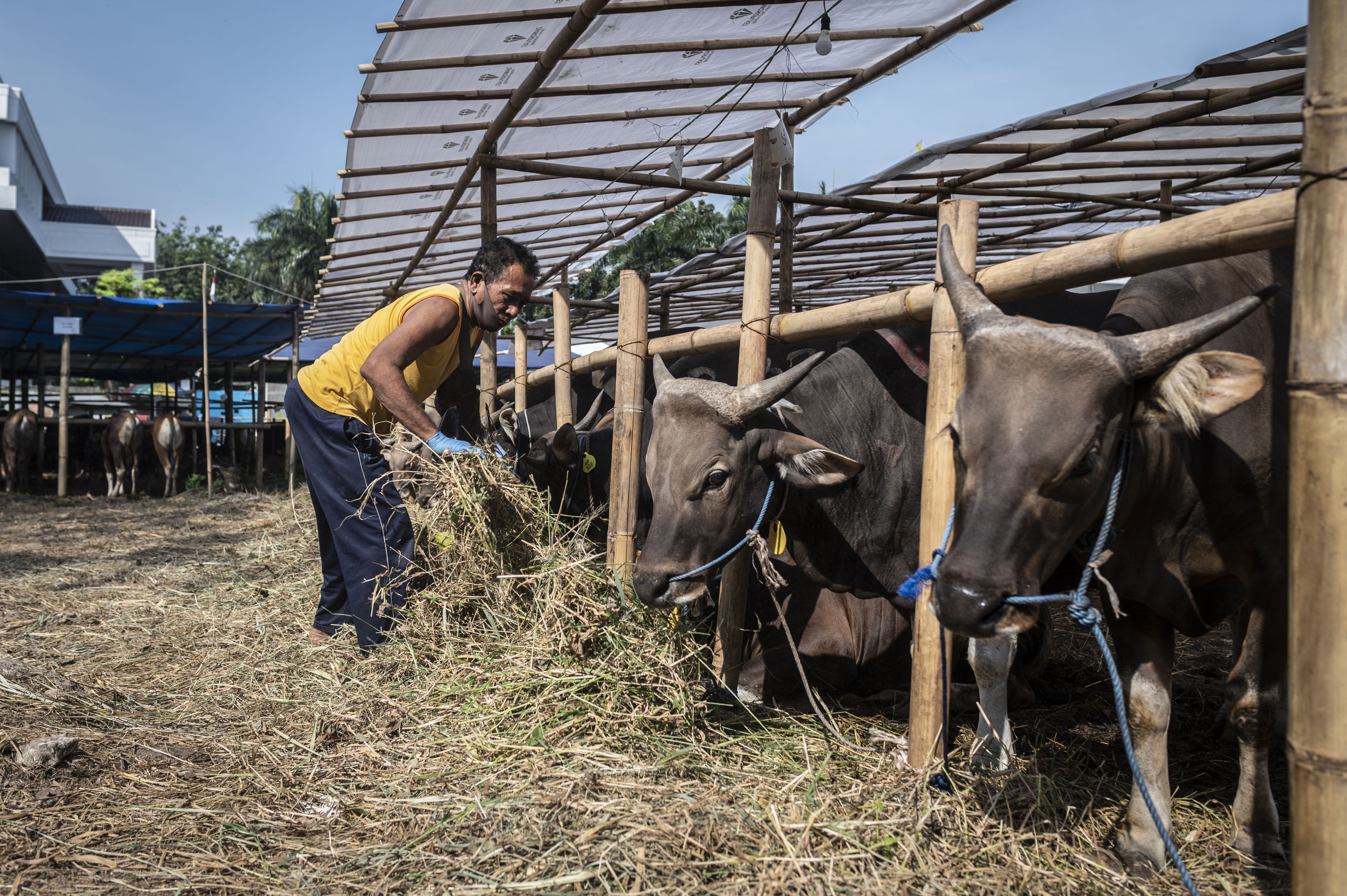 Gubernur DKI Tinjau Penjualan Sapi Kurban
