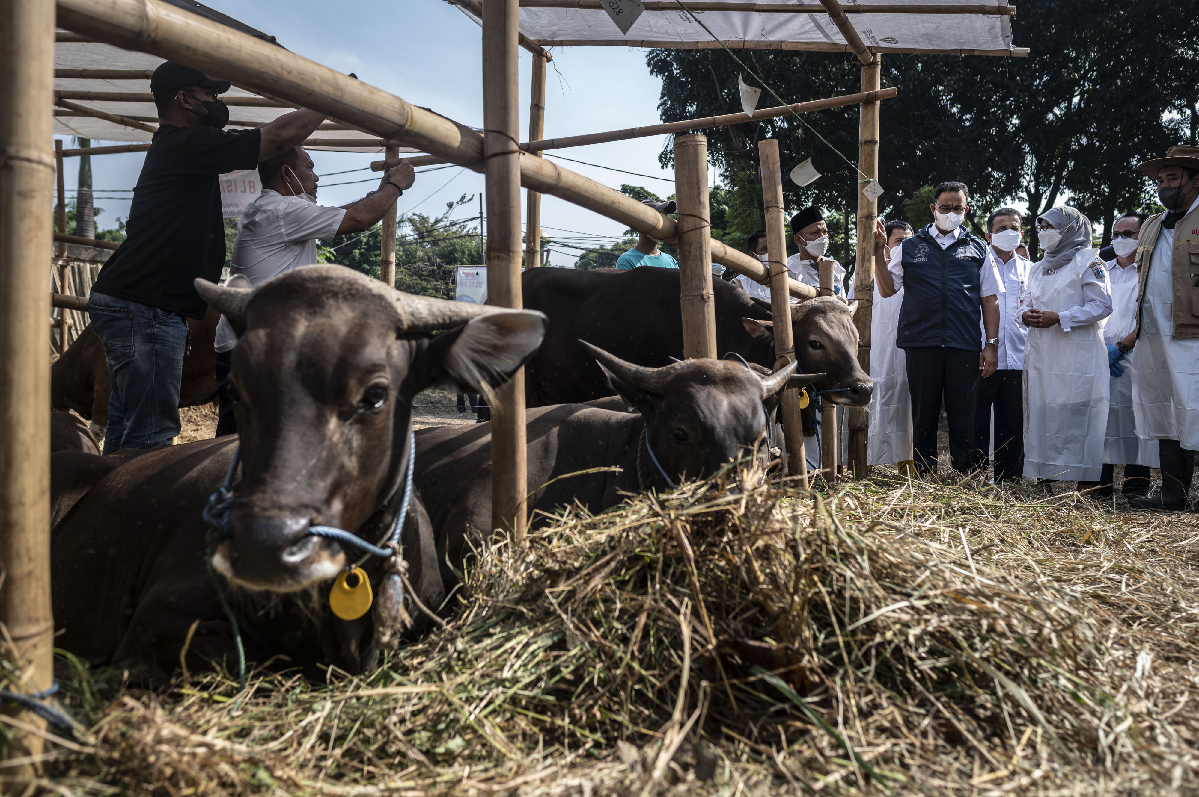 Gubernur DKI Tinjau Penjualan Sapi Kurban